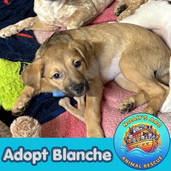 Blanche -  Terrier Dog for Adoption - Blanche | PetCurious