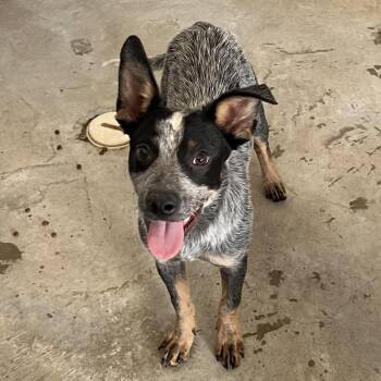 107327 -  Mixed Breed Dog for Adoption in Las Cruces, New Mexico - 107327 | PetCurious