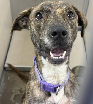 Mama Mia -  Shepherd Dog for Adoption in Little Rock, Arkansas - Mama Mia | PetCurious