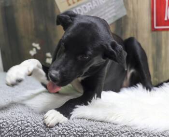 The Black Lab Puppies -- Pebbles -  Black Labrador Retriever Dog for Adoption in Casa Grande, Arizona - The Black Lab Puppies -- Pebbles | PetCurious
