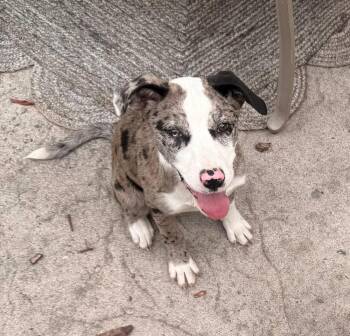 Flower -  Catahoula Leopard Dog Dog Available for Adoption in Colorado Springs, Colorado - Flower | PetCurious