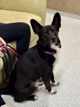 Cattle Dog Dogs Available for Adoption - Huntley | PetCurious