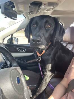 Labrador Retriever Dogs Available for Adoption in Fort Worth, Texas - Raider | PetCurious