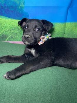 Labrador Retriever and Husky Dogs Available for Adoption in Barnhart, Missouri - Ajax | PetCurious