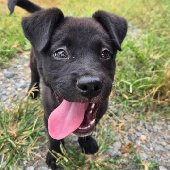 Sasha -  Mixed Breed and Terrier Dog for Adoption in Sheridan, Arkansas - Sasha | PetCurious