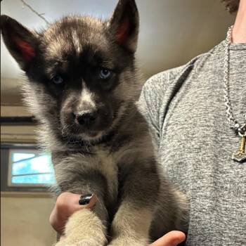 Koda -  Mixed Breed Dog for Adoption in Dekalb, Illinois - Koda | PetCurious