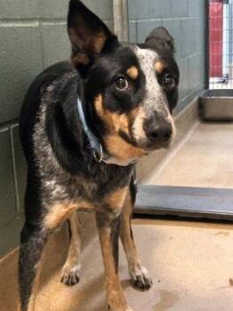 Australian Cattle Dog Blue Heeler Dogs Available for Adoption in Oakland, California - Clue | PetCurious