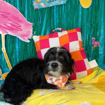 KC -  Terrier Dog for Adoption in Fresno, California - KC | PetCurious