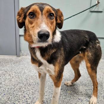 Beagle Dogs Available for Adoption - Inez | PetCurious