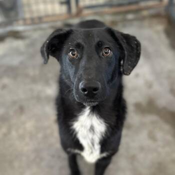 Mixed Breed Dogs Available for Adoption - Cole | PetCurious