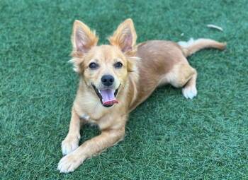 MAX -  Chihuahua and Papillon Dog for Adoption in Santa Clara, California - MAX | PetCurious