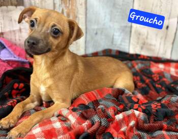 Rescue Chihuahua Dogs for Adoption in Wheelersburg, Ohio - Groucho | PetCurious