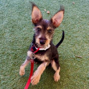 Terrier and Miniature Schnauzer Dogs Available for Adoption - Carla | PetCurious