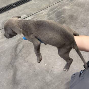 Ant Man -  Mixed Breed Dog for Adoption in Las Cruces, New Mexico - Ant Man | PetCurious