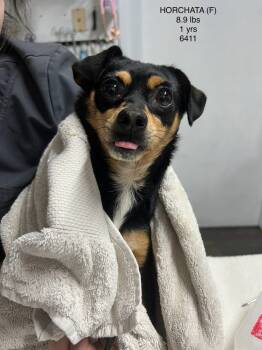 Rescue Chihuahua Dogs for Adoption in Los Angeles, California - HORCHATA 6411 | PetCurious