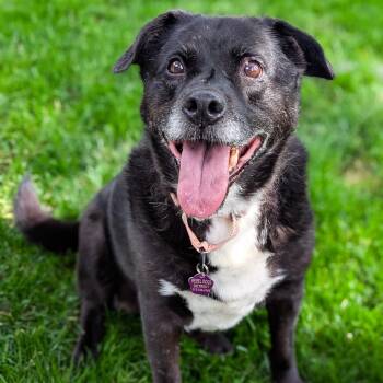 Sage -  Pit Bull Terrier and Chow Chow Dog for Adoption in Detroit, Michigan - Sage | PetCurious