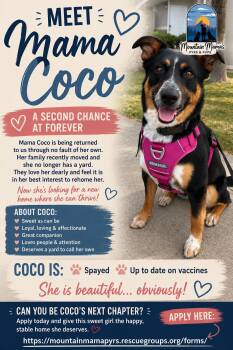 MAMA Cocoa -  Australian Cattle Dog Blue Heeler Dog for Adoption in Midway, Utah - MAMA Cocoa | PetCurious