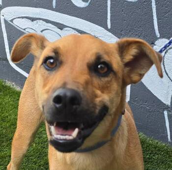 Bella -  Terrier Dog for Adoption in Newport, Tennessee - Bella | PetCurious