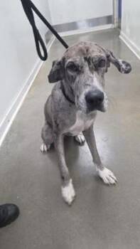 Lisa -  Great Dane and Mixed Breed Dog for Adoption in New Orleans, Louisiana - Lisa | PetCurious