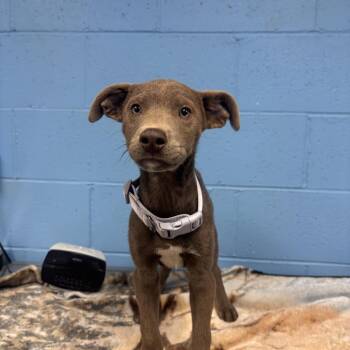 Weimaraner and Mixed Breed Dogs Available for Adoption in Belleville, Illinois - Chaucer | PetCurious