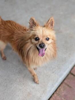 Buddy -  Pomeranian and Papillon Dog Available for Adoption in Baton Rouge, Louisiana - Buddy | PetCurious