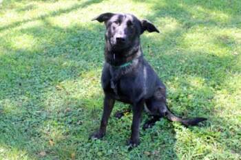 Pepper -  German Shepherd Dog and Mixed Breed Dog for Adoption in Kansas City, Missouri - Pepper | PetCurious