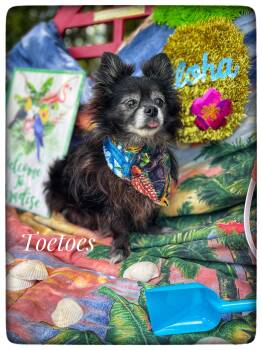 Pomeranian Dogs Available for Adoption in Sebring, Florida - Toetoes | PetCurious