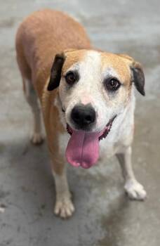 Rilyn -  Hound Dog for Adoption in Chesterfield, South Carolina - Rilyn | PetCurious