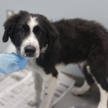 Australian Shepherd Dogs Available for Adoption in San Antonio, Texas - TEDDY ROOSEVELT | PetCurious