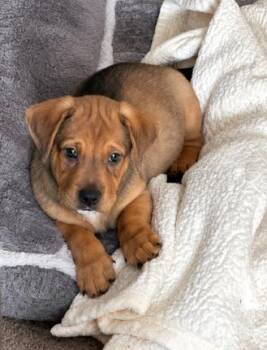 Stockton -  Hound and Labrador Retriever Dog for Adoption in Malvern, Pennsylvania - Stockton | PetCurious