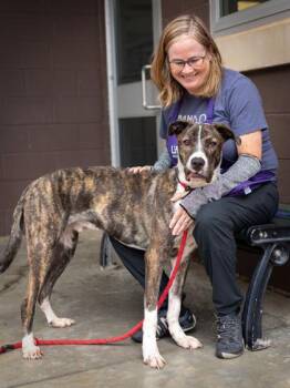 Conrad -  Mixed Breed Dog for Adoption in Chamblee, Georgia - Conrad | PetCurious