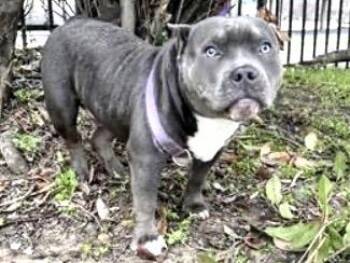 Pit Bull Terrier Dogs Available for Adoption - A651112 | PetCurious