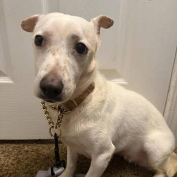 Chihuahua and Mixed Breed Dogs Available for Adoption in Savannah, Georgia - Mama Meadow | PetCurious