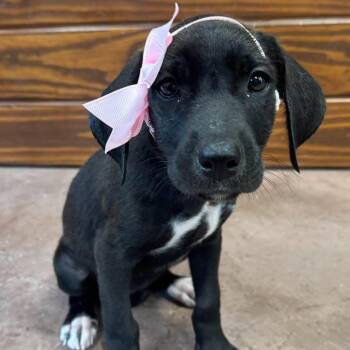 Savannah -  Black Labrador Retriever and Hound Dog for Adoption in The Colony, Texas - Savannah | PetCurious
