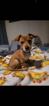 Hunter -  Chihuahua and Dachshund Dog for Adoption in Stoughton, Massachusetts - Hunter | PetCurious