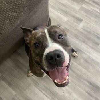 Rescue Pit Bull Terrier Dogs for Adoption in Medford Lakes, New Jersey - Jelly Belly | PetCurious
