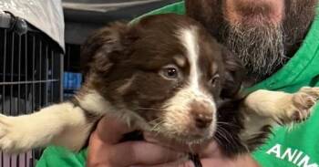 Kyler -  Border Collie and Corgi Dog for Adoption in Papillion, Nebraska - Kyler | PetCurious