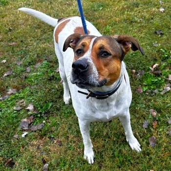 Rescue Mixed Breed Dogs for Adoption in Warrensburg, Missouri - Tyke | PetCurious
