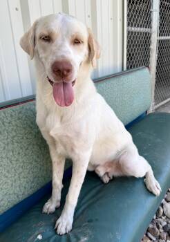 Colt -  Yellow Labrador Retriever Dog for Adoption in Elkhorn, Wisconsin - Colt | PetCurious