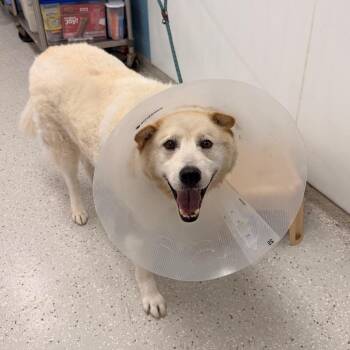 Buddy -  Husky and Mixed Breed Dog for Adoption in Indianapolis, Indiana - Buddy | PetCurious