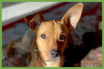 Chihuahua and Shepherd Dogs Available for Adoption in Amherst, Massachusetts - Daphne | PetCurious