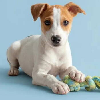 Rescue Terrier Dogs for Adoption in Grand Bay, Alabama - Eddie | PetCurious