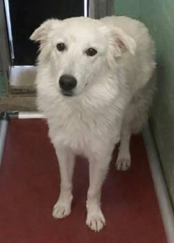 Great Pyrenees Dogs Available for Adoption - Lady | PetCurious