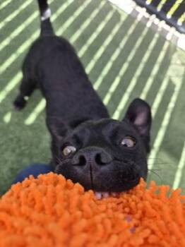 Mixed Breed Dogs Available for Adoption - Sir Charms | PetCurious