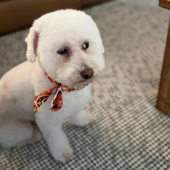 Sparky - Home to Home -  Bichon Frise Dog for Adoption in South Elgin, Illinois - Sparky - Home To Home | PetCurious