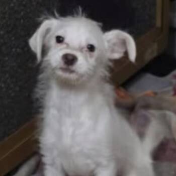 Terrier Dogs Available for Adoption - Eirwen | PetCurious