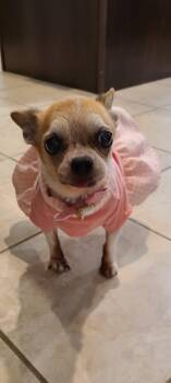 Misty -  Chihuahua Dog Available for Adoption in Grand Terrace, California - Misty | PetCurious