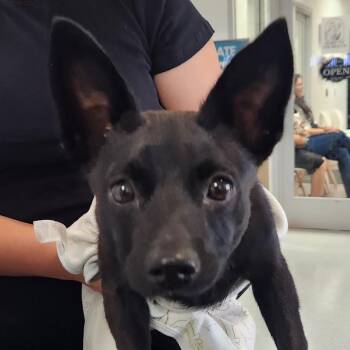 Pretzel -  Mixed Breed Dog for Adoption in Los Angeles, California - Pretzel | PetCurious