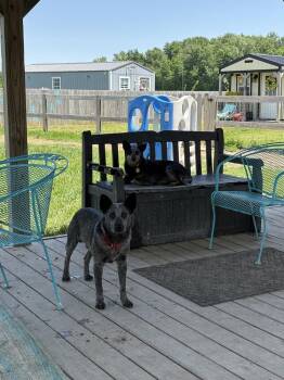 Weezy -  Australian Cattle Dog Blue Heeler Dog for Adoption in Xenia, Ohio - Weezy | PetCurious