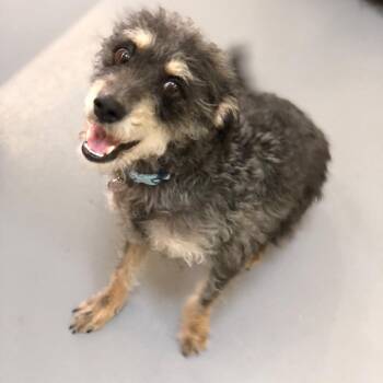 Jack -  Schnauzer and Mixed Breed Dog for Adoption in Tacoma, Washington - Jack | PetCurious